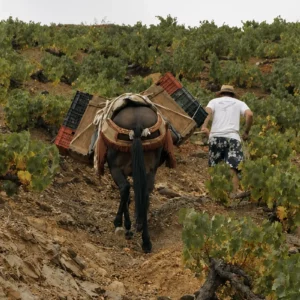 Explora la Sierra de Málaga, Monkywines, 2 de julio