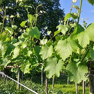 Descubre los vinos de O Rosal, Monkywines, 6 de octubre